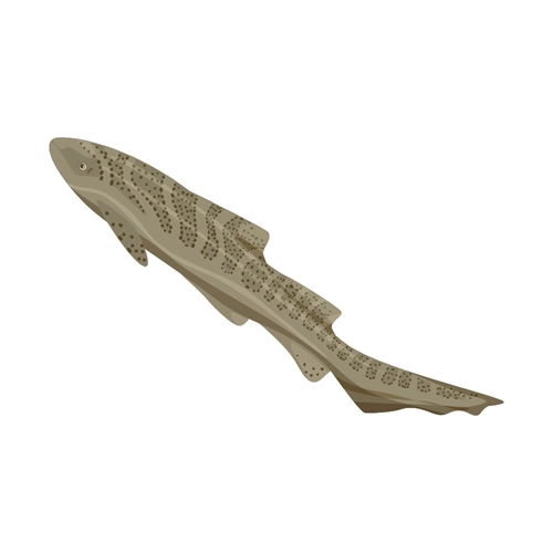 Under the Sea Theme Zebra Shark Transparent Sticker